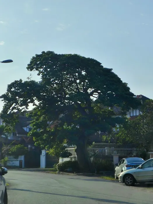 Big Bonsai Tree USJ Picture 5