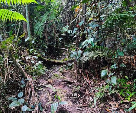 Gunung Rawang Matahari