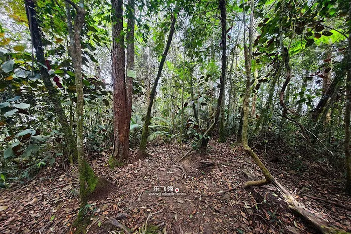 Gunung Rawang Matahari Picture 4