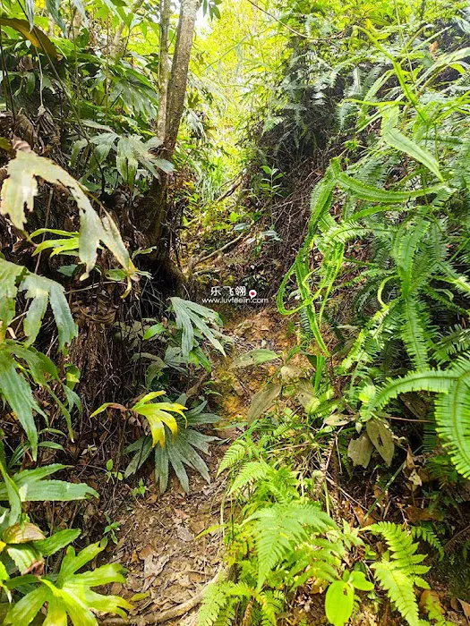Gunung Rawang Matahari Picture 6