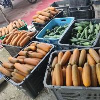 TAMAN FERTIGASI KOPUMMA ico