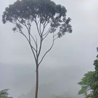 Bukit Panau View Point ico