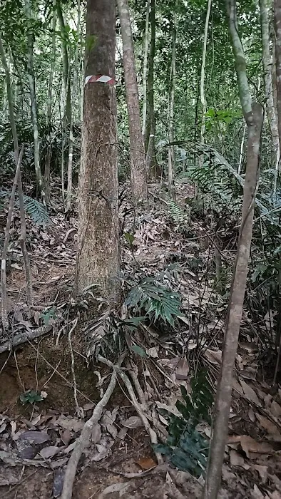 Rubber Tapper Ascent Picture 1