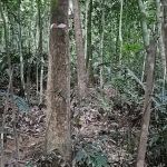 Rubber Tapper Ascent