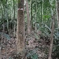 Rubber Tapper Ascent ico