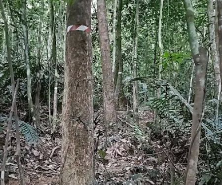 Rubber Tapper Ascent