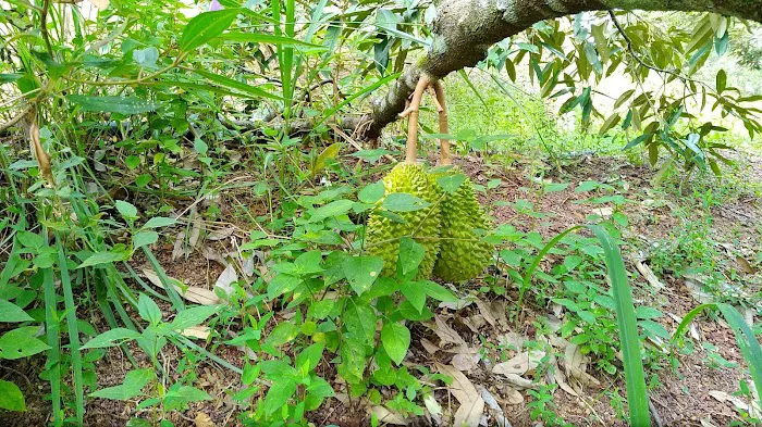 Taman Perumahan. Picture 2