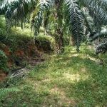 Bukit pengasih