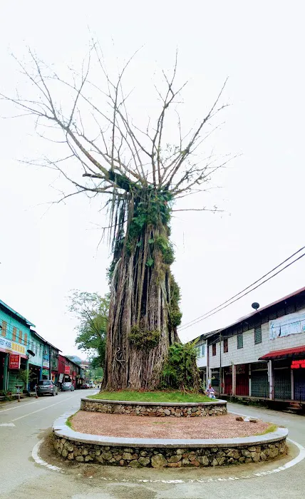 Iconic Big Tree Picture 3