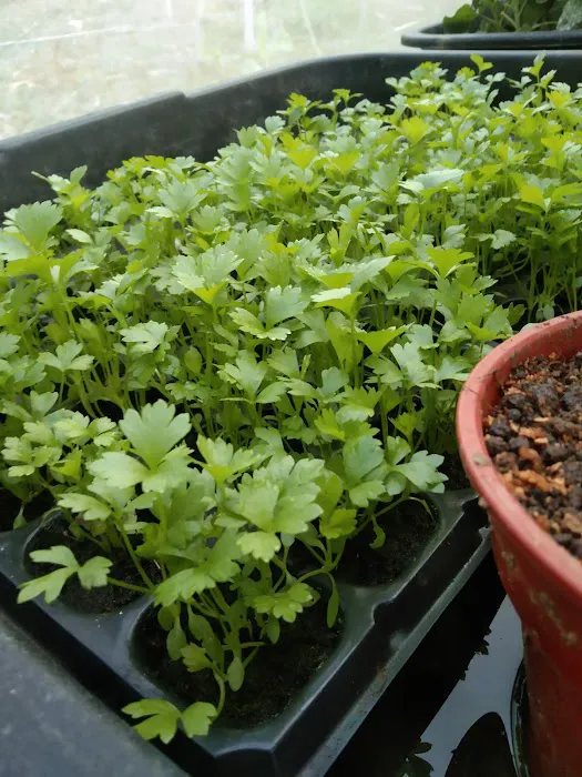 Floralina nursery Picture 1