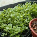 Floralina nursery