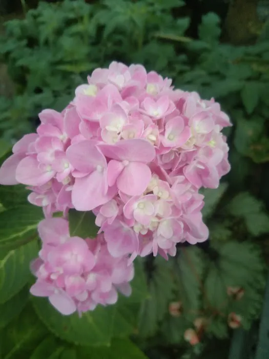Floralina nursery Picture 4