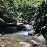 Hutan Terkutuk