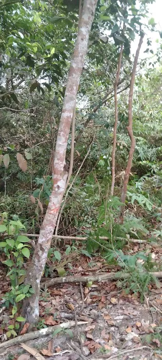 Tanah haji harun Picture 1