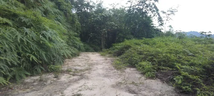 Tanah haji harun Picture 7