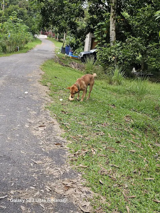 Kebun DSAFIAH Picture 2