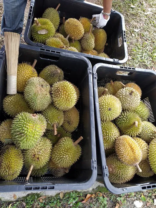 Durian Tanjak Wangsa Melawati Picture 2