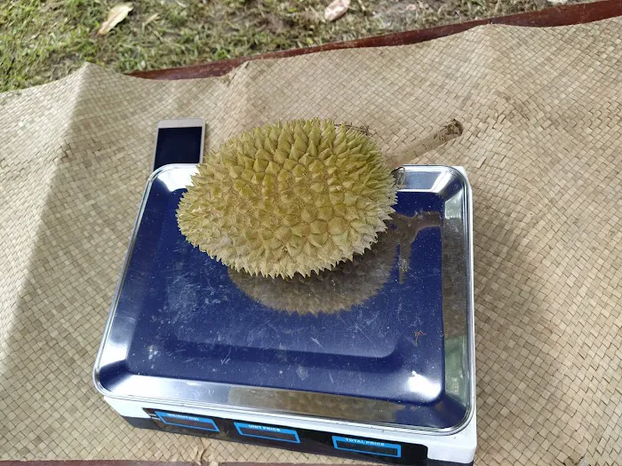 Durian Tanjak Wangsa Melawati Picture 5