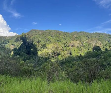 Hornbill Valley