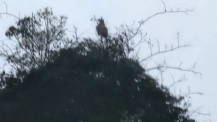 Hornbill Valley Picture 4