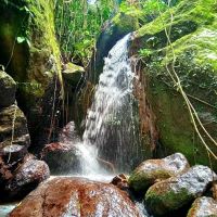SOMset Wildlife ico