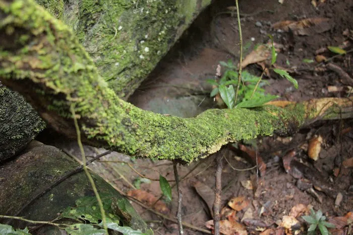 SOMset Wildlife Picture 8