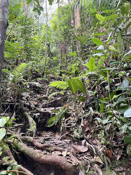 Gunung Hitam Trail Head Picture 3