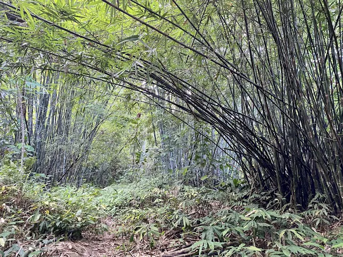 Gunung Hitam Trail Head Picture 4