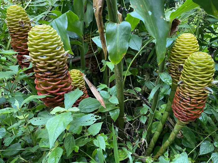 Gunung Hitam Trail Head Picture 9