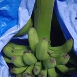 Menjual pisang.