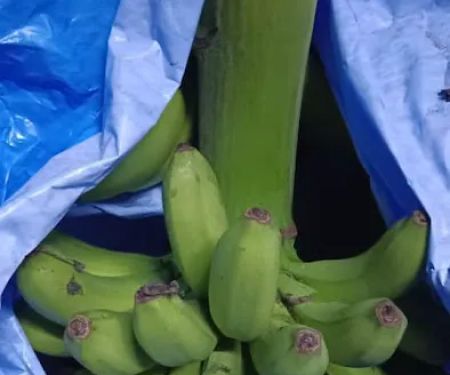 Menjual pisang.