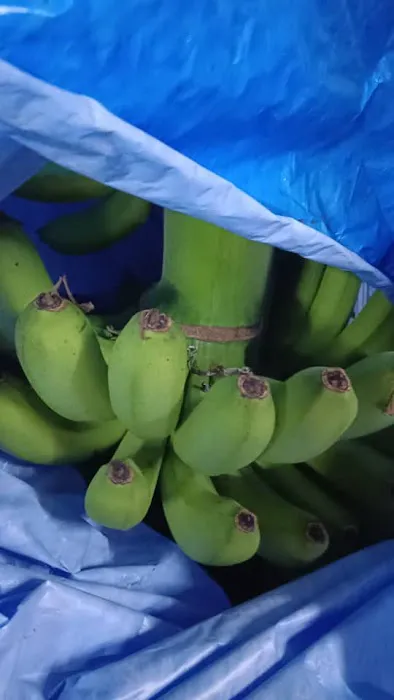 Menjual pisang. Picture 4