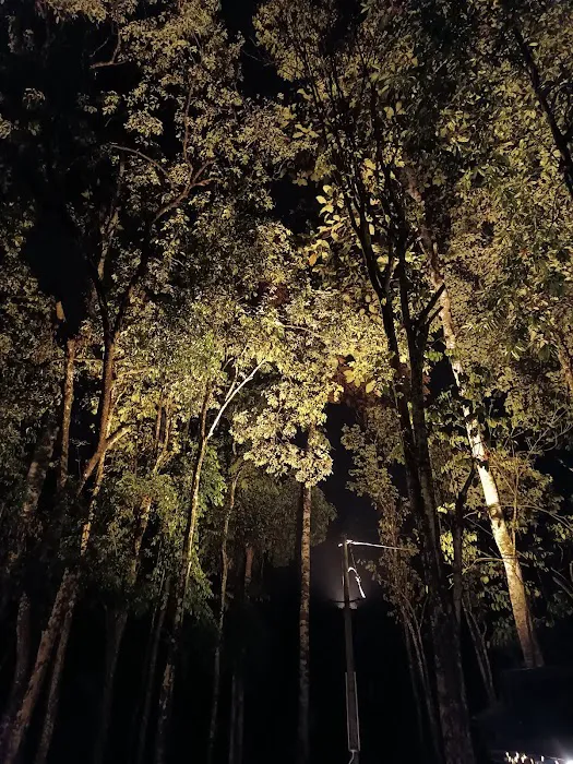 Forest 8 Senses Picture 4