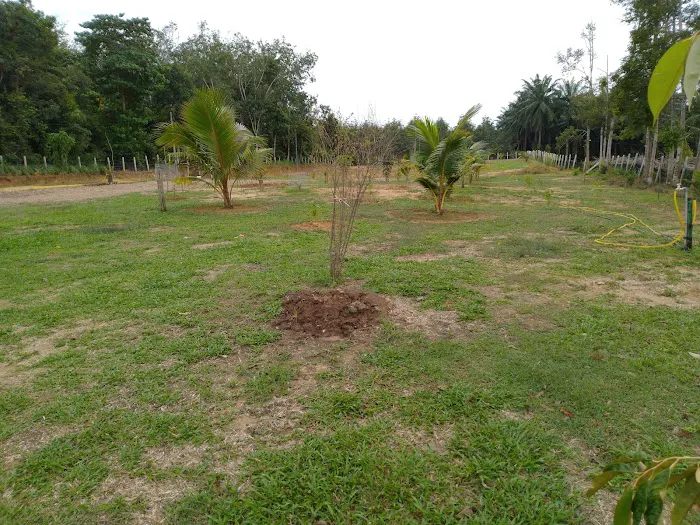 Kebun Buah2an Kg. Kuala kerdau Picture 3