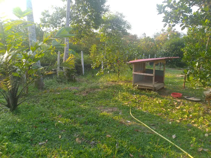 Kebun Buah2an Kg. Kuala kerdau Picture 6