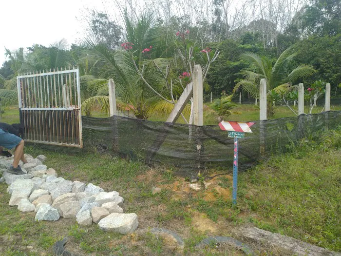 Kebun Buah2an Kg. Kuala kerdau Picture 4