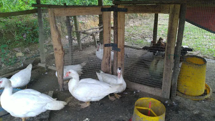Kebun Buah2an Kg. Kuala kerdau Picture 10