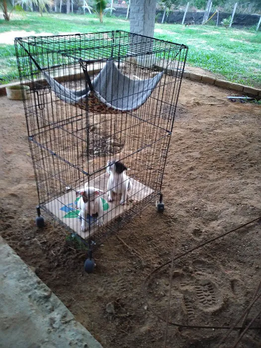 Kebun Buah2an Kg. Kuala kerdau Picture 8