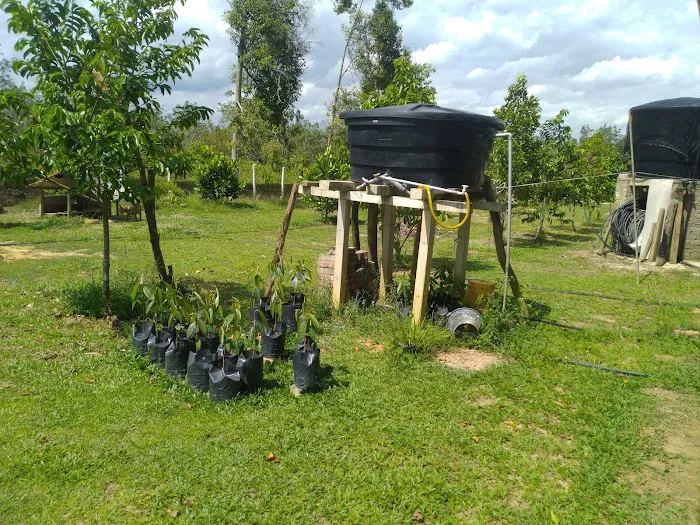 Kebun Buah2an Kg. Kuala kerdau Picture 7