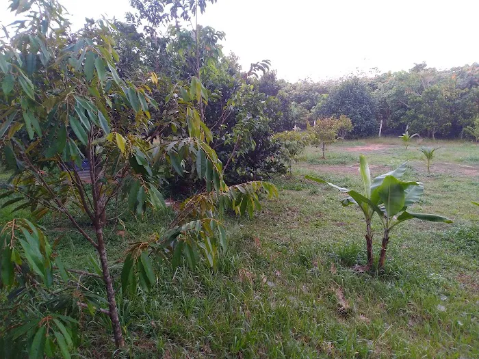 Kebun Buah2an Kg. Kuala kerdau Picture 9