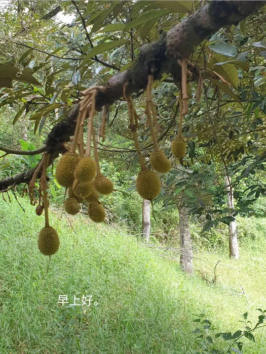 Orchard 88 Picture 3