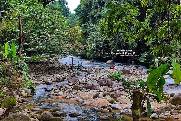 Bernam River Orchard Picture 2