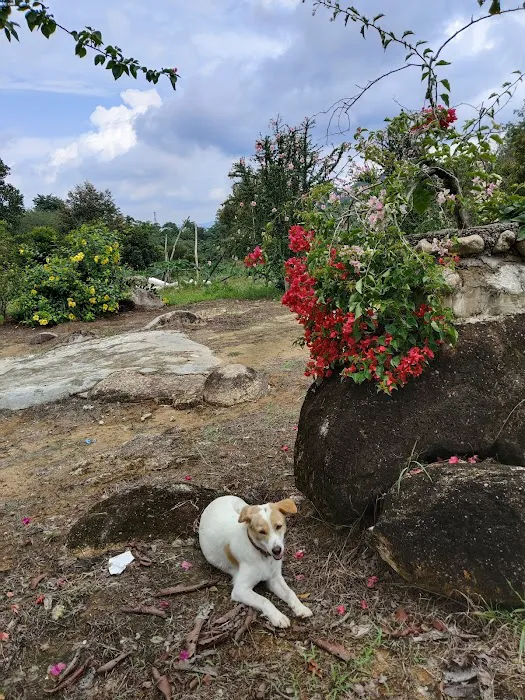 Bernam River Orchard Picture 6