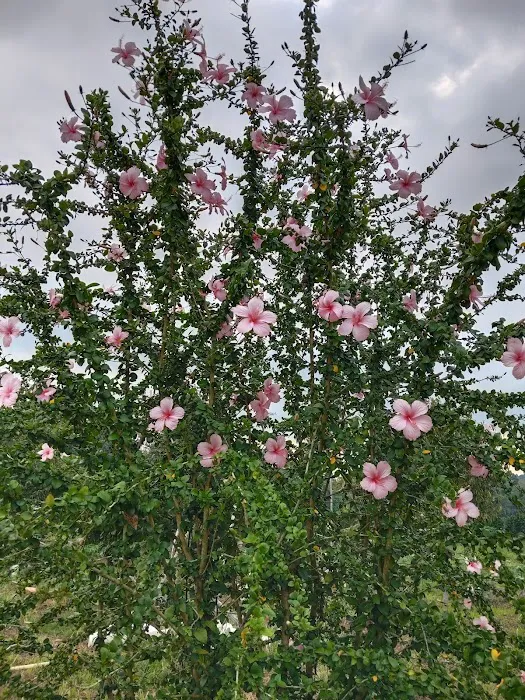Bernam River Orchard Picture 8