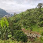 Durian & Papayas Farm