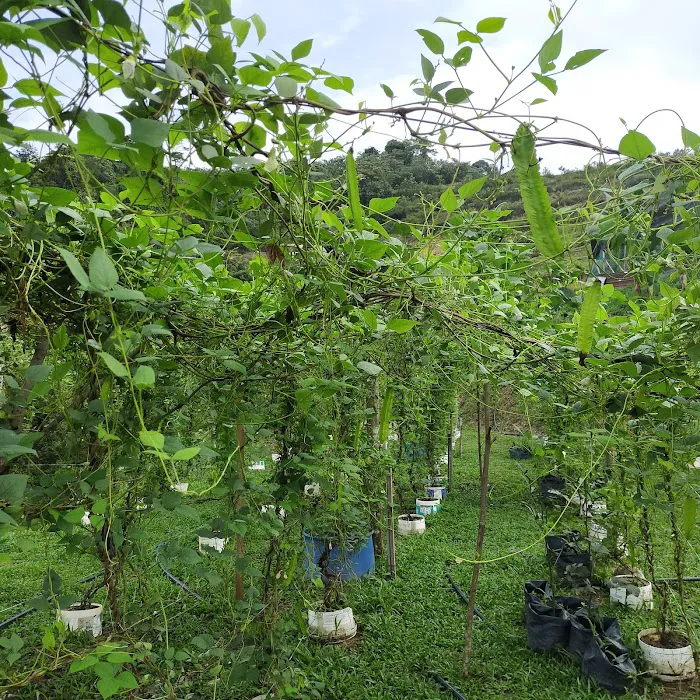 Durian & Papayas Farm Picture 2