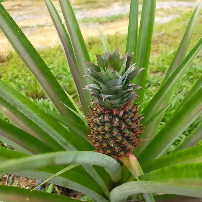 Durian & Papayas Farm Picture 3