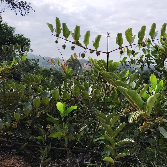 Durian & Papayas Farm Picture 7