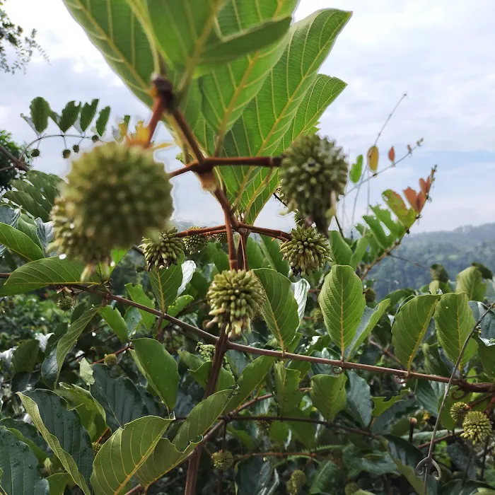 Durian & Papayas Farm Picture 6