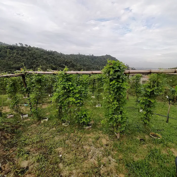 Durian & Papayas Farm Picture 9